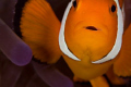   clownfish closeup 100mm macro lens 2x tc  